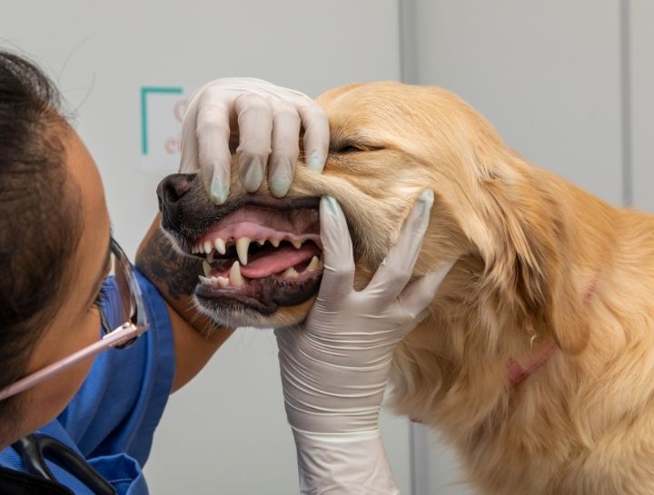 Livingston Pet Dentist