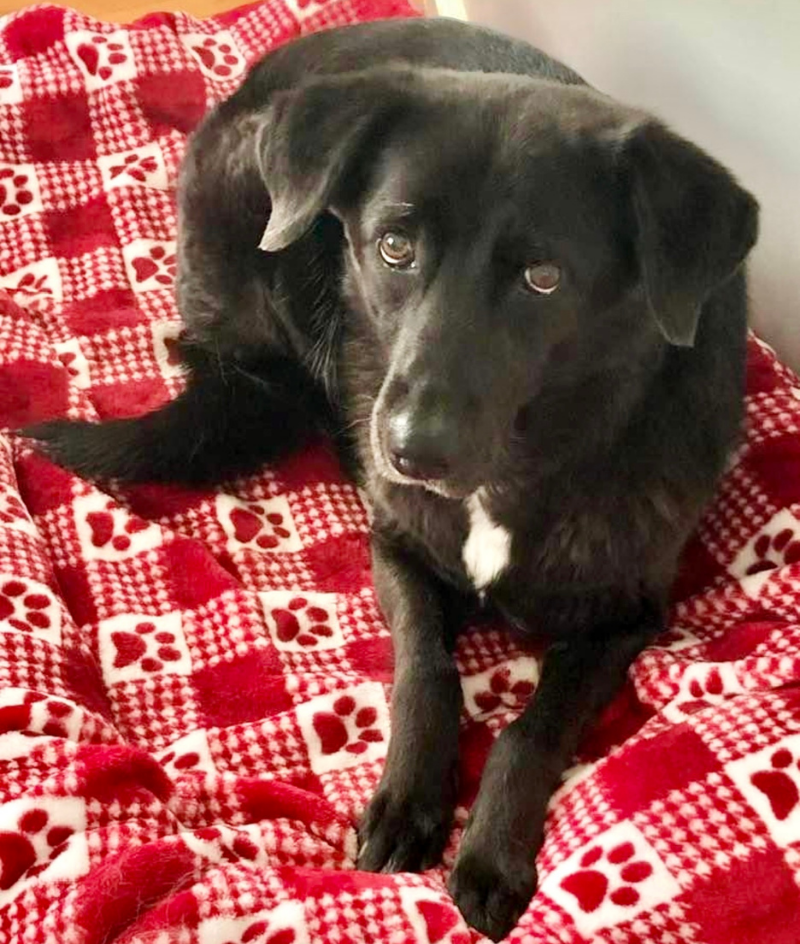 Policies and Payments at Livingston Animal Hospital