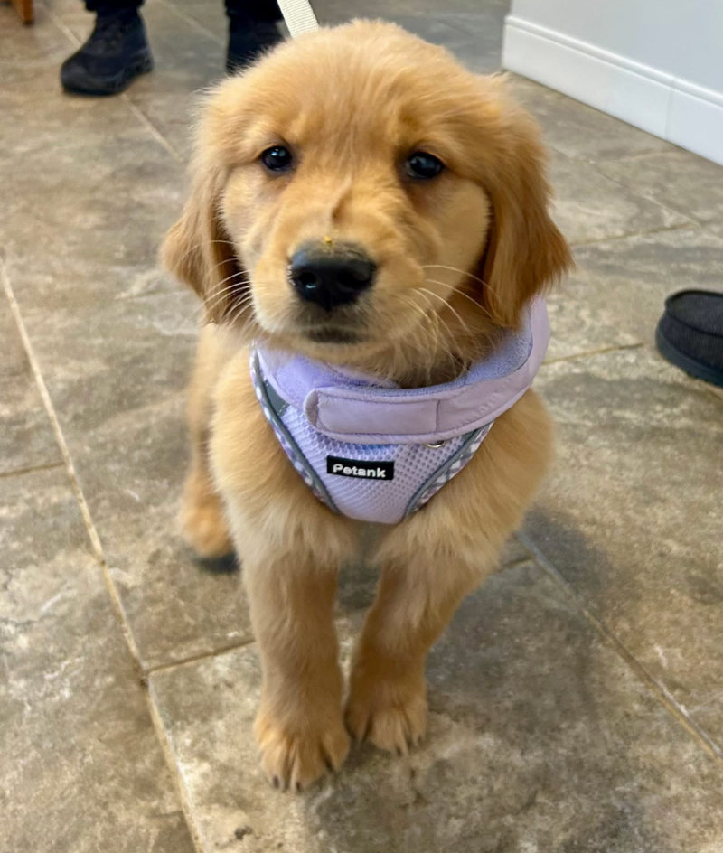 Forms Livingston Animal Hospital