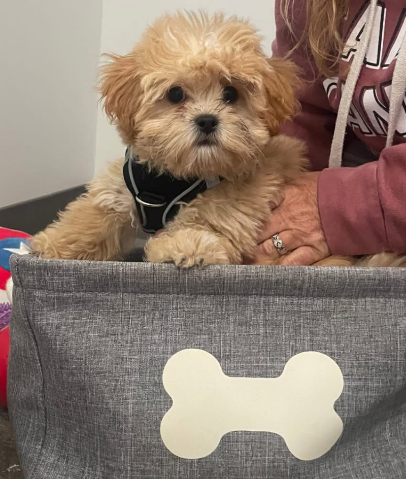 Veterinary Resources for your Pet