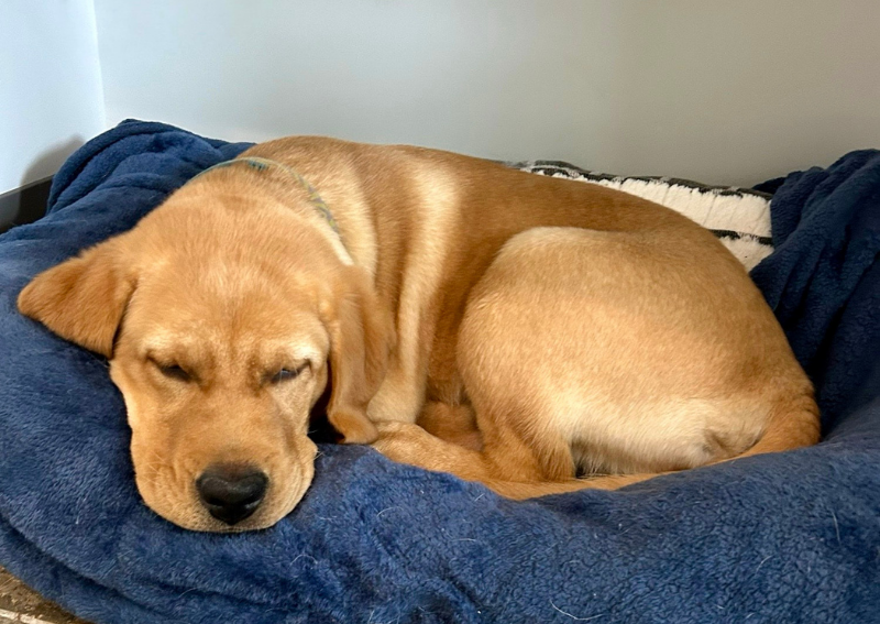 Carousel Slide 7: puppy