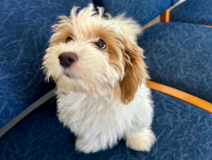 USDA Certified Veterinarian