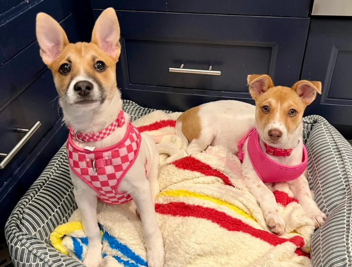 Dog Veterinarian in Livingston, NJ