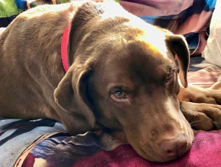 Xrays for Cats & Dogs